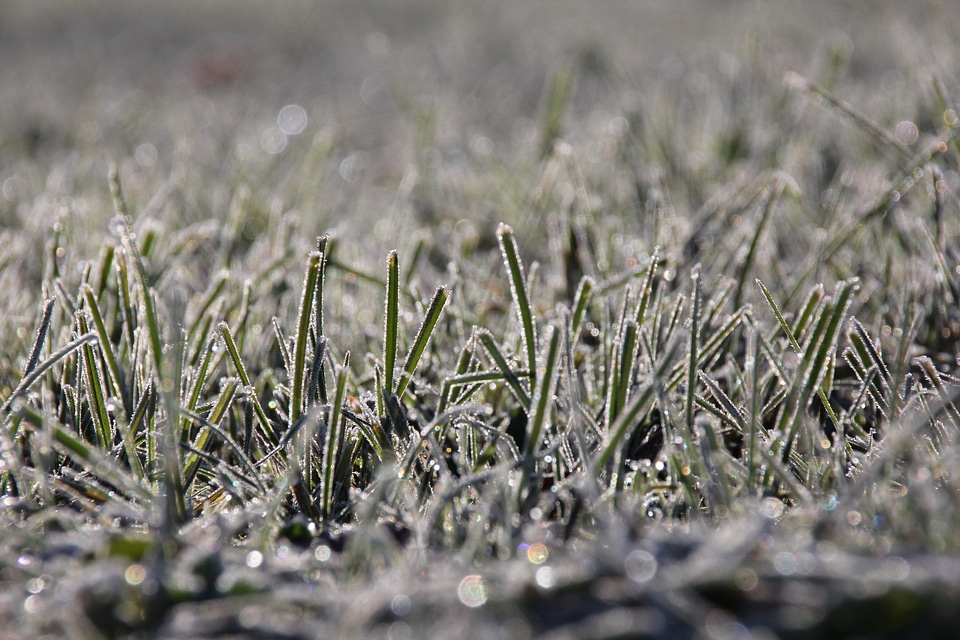 Winter hoarfrost ice