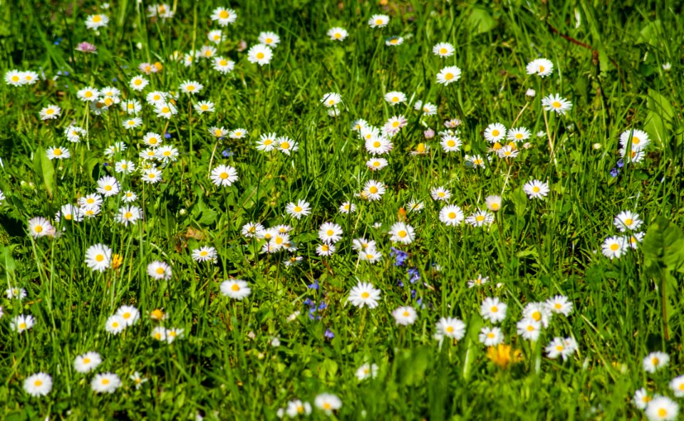 Flower Meadow Grass Chamaemelum Nobile