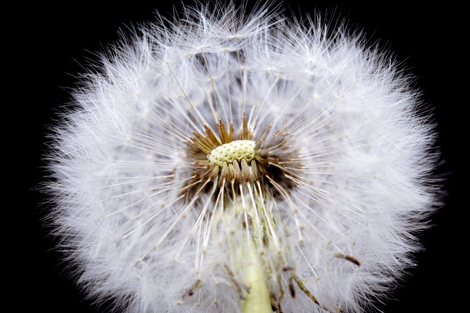 Flower Dandelion Flora Close Up
