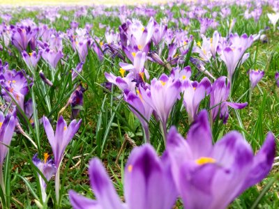 Flower Crocus Plant Flowering Plant
