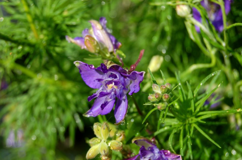 Flora Plant Flower Bellflower Family