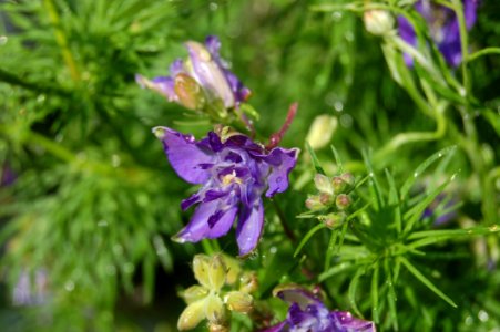 Flora Plant Flower Bellflower Family photo