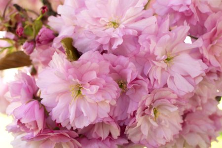 Flower Pink Blossom Cherry Blossom photo