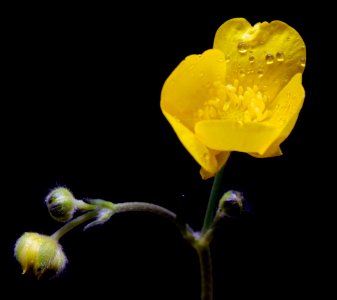 Flower Yellow Flora Wildflower