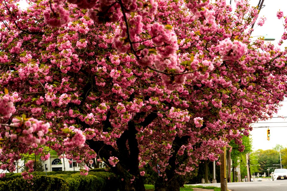 Plant Flower Spring Tree