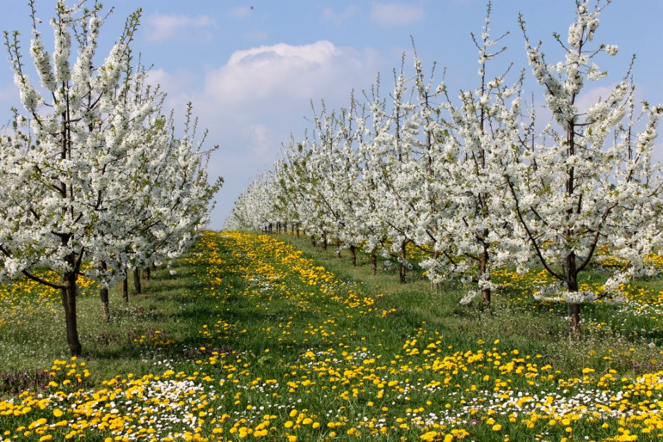 Blossom Spring Flower Tree