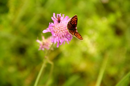 Flower Flora Nectar Insect photo