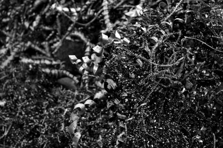 Black Black And White Monochrome Photography Vegetation photo