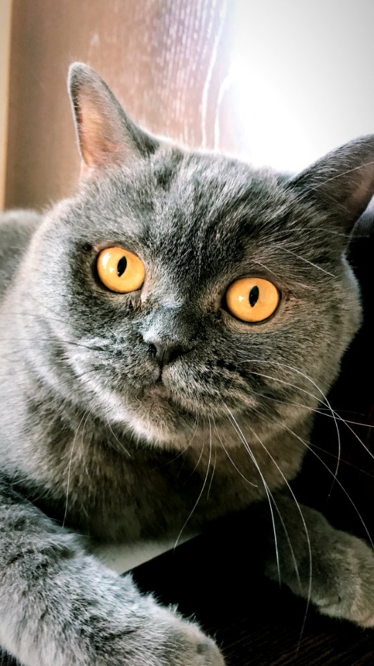 Cat Whiskers Mammal Small To Medium Sized Cats