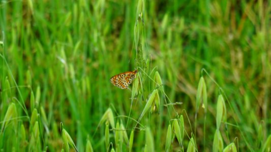 Butterfly Moths And Butterflies Ecosystem Insect