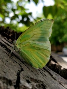 Butterfly Moths And Butterflies Insect Brush Footed Butterfly photo