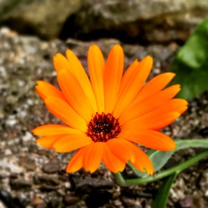 Flower Flora Wildflower Plant