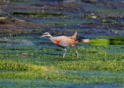 Bird Ecosystem Fauna Wildlife
