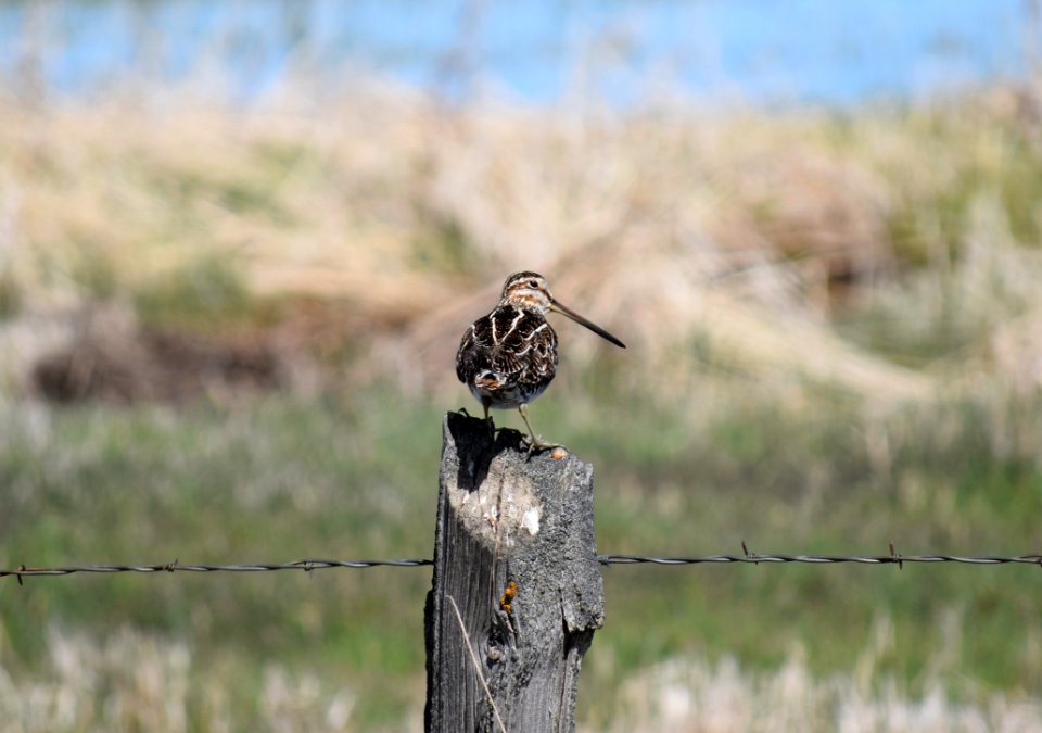 Fauna Ecosystem Bird Wildlife