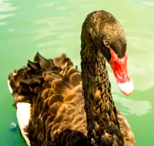 Beak Ducks Geese And Swans Water Bird Bird