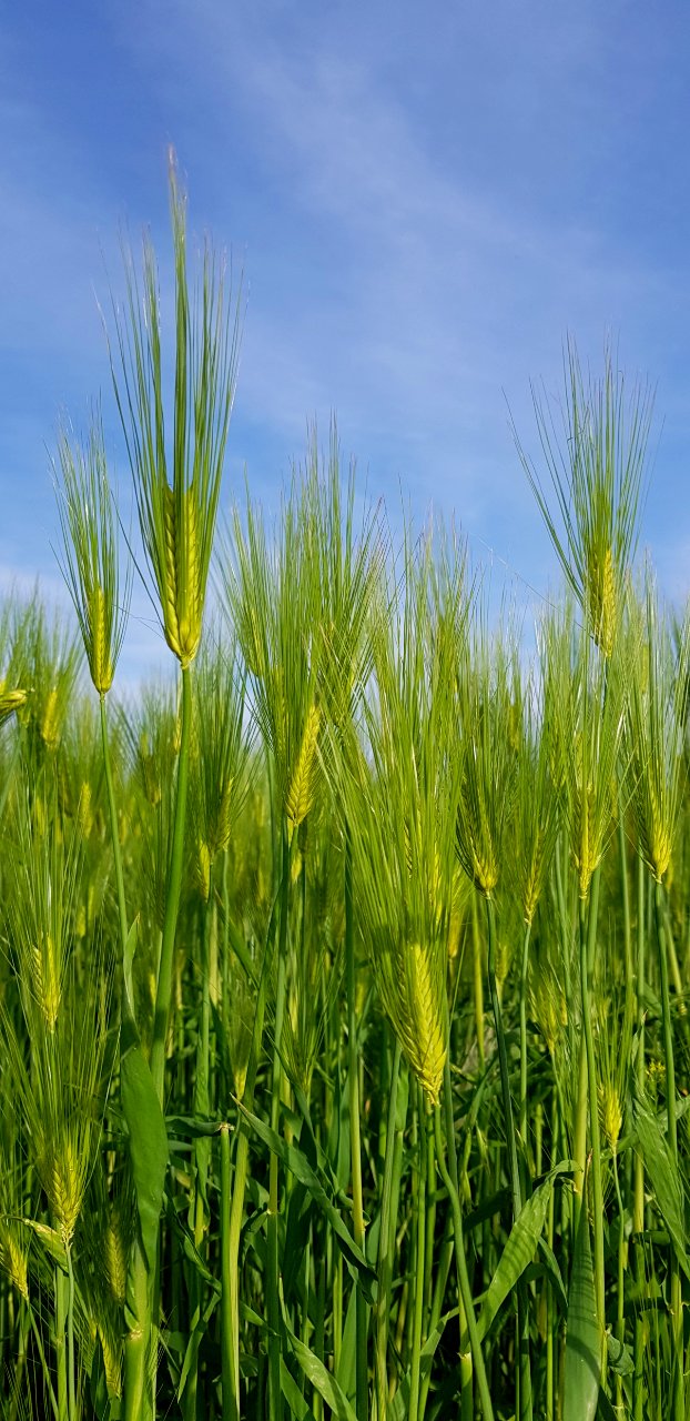 Field Food Grain Crop Vegetation