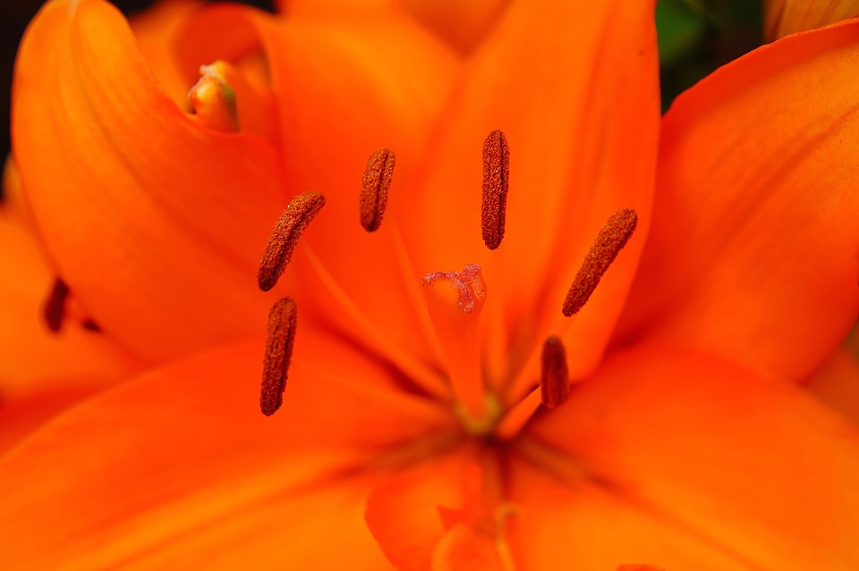 Orange bright pistil