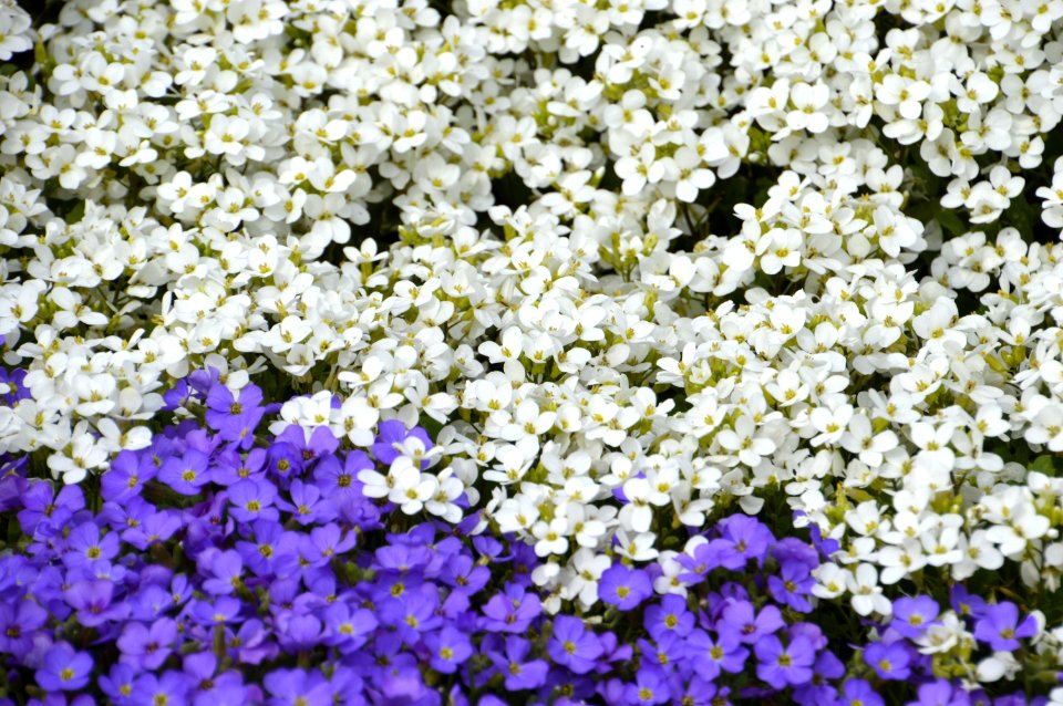 Flower Plant Flowering Plant Spring