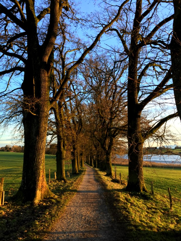 Tree Nature Woody Plant Sky