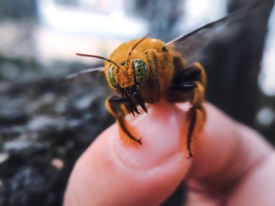 Insect Bee Invertebrate Membrane Winged Insect