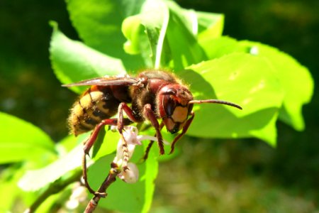 Insect Bee Membrane Winged Insect Honey Bee photo