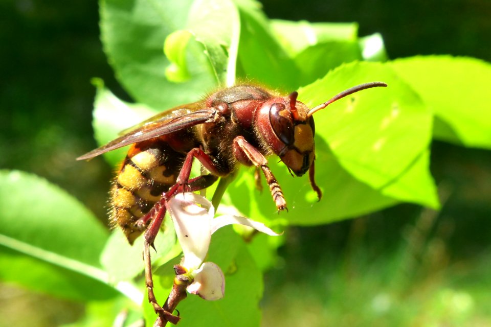 Insect Bee Honey Bee Membrane Winged Insect