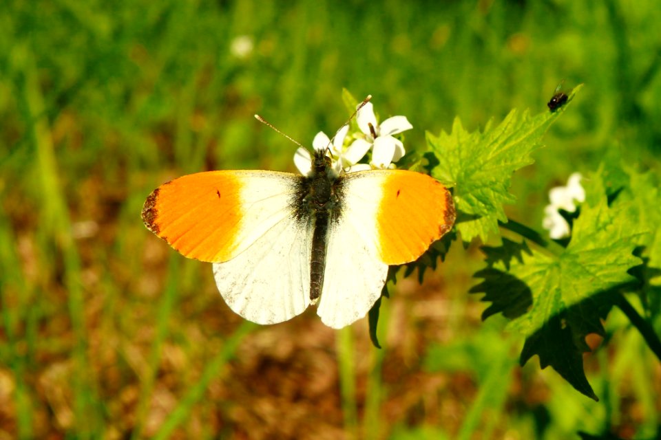 Butterfly Moths And Butterflies Insect Brush Footed Butterfly