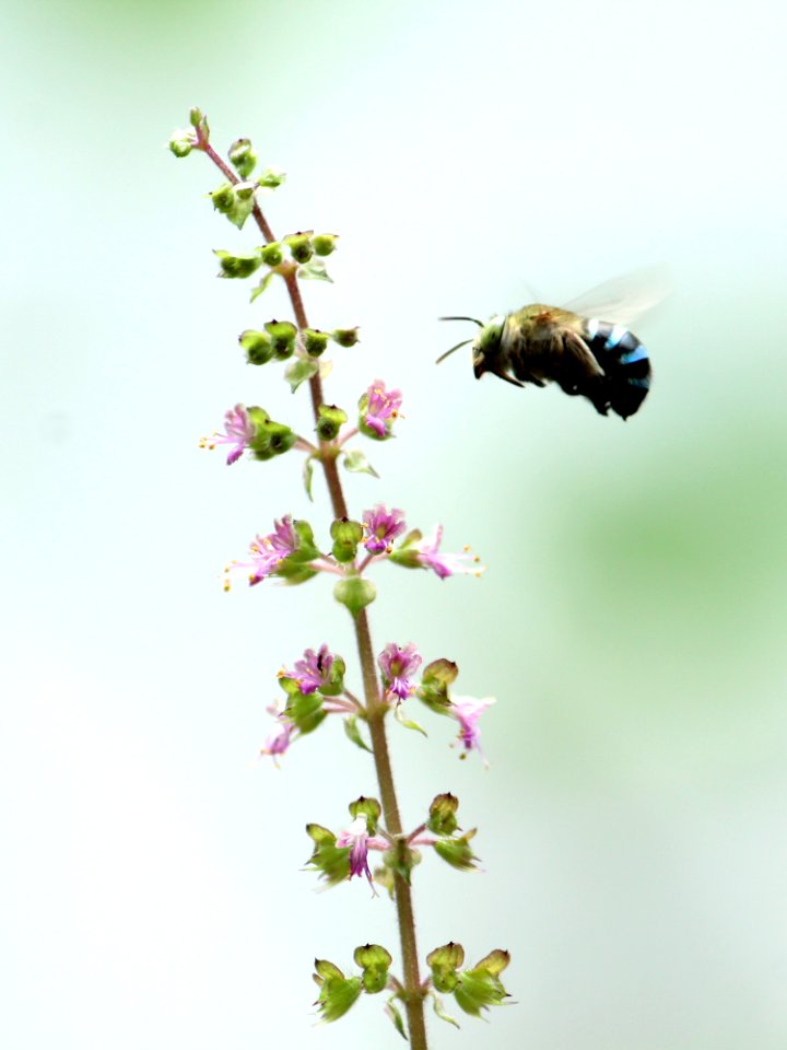 Bee Insect Membrane Winged Insect Pollinator