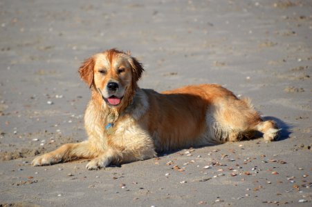 Dog Dog Like Mammal Golden Retriever Dog Breed photo