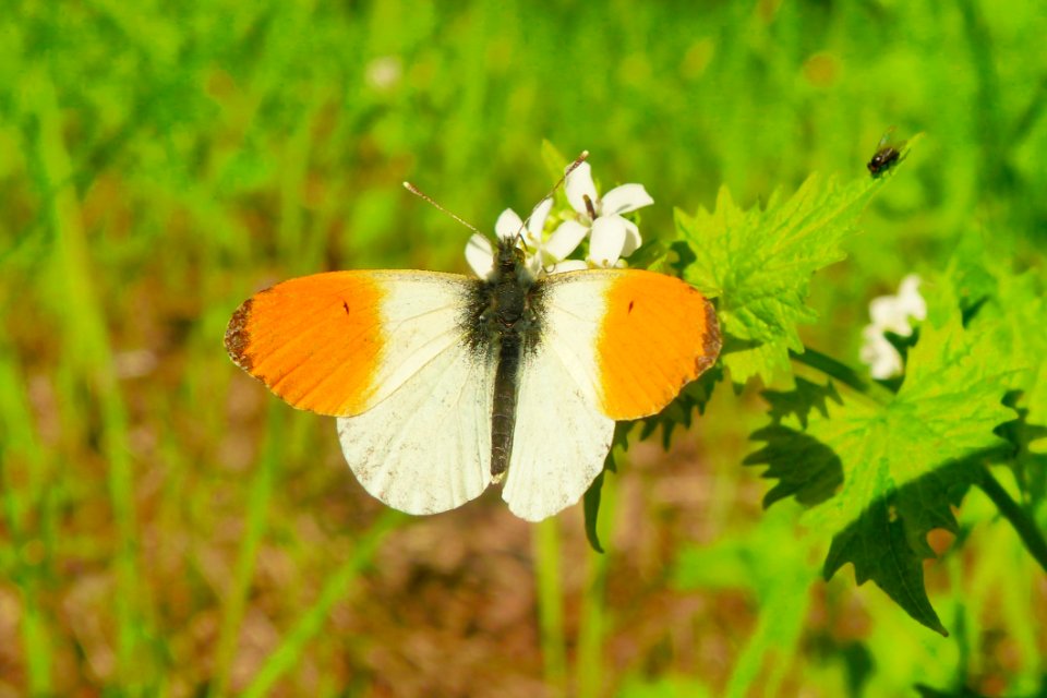 Butterfly Moths And Butterflies Insect Brush Footed Butterfly
