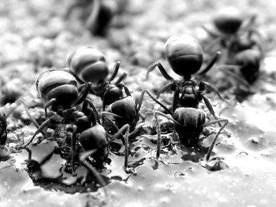 Insect Black And White Pest Macro Photography photo