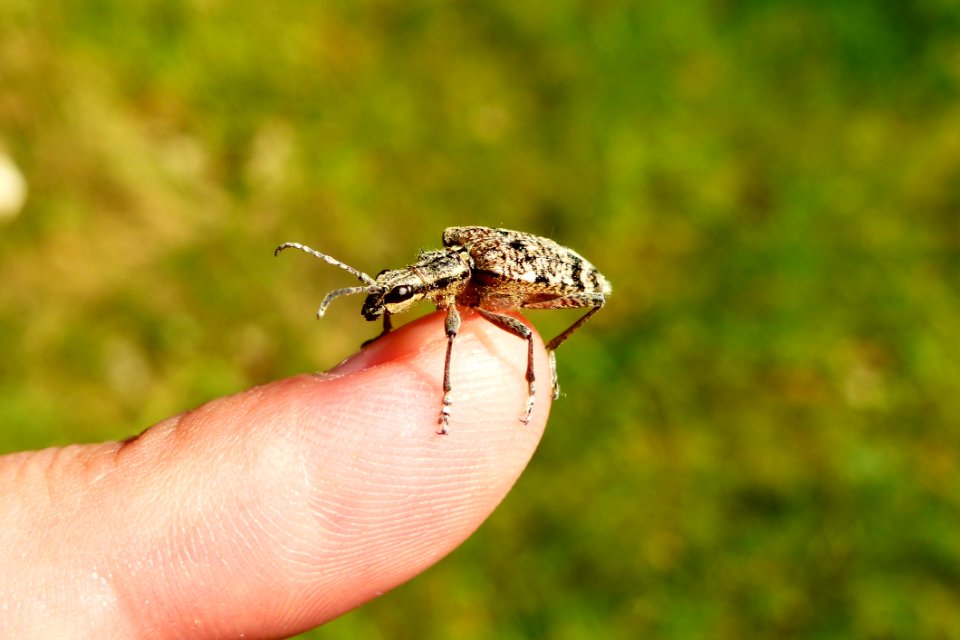 Insect Invertebrate Fauna Weevil