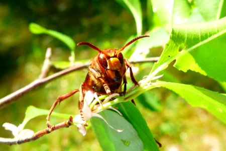 Insect Pest Invertebrate Hornet