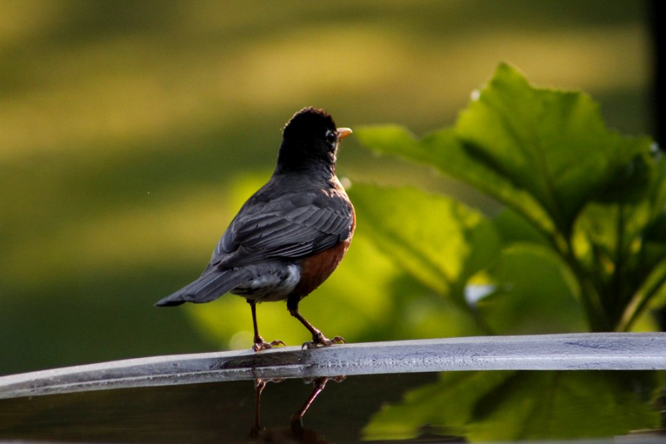 Bird Beak Fauna Blackbird