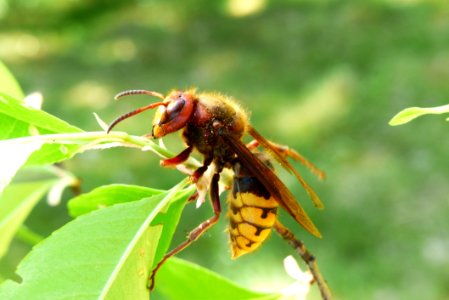 Insect Wasp Pest Membrane Winged Insect