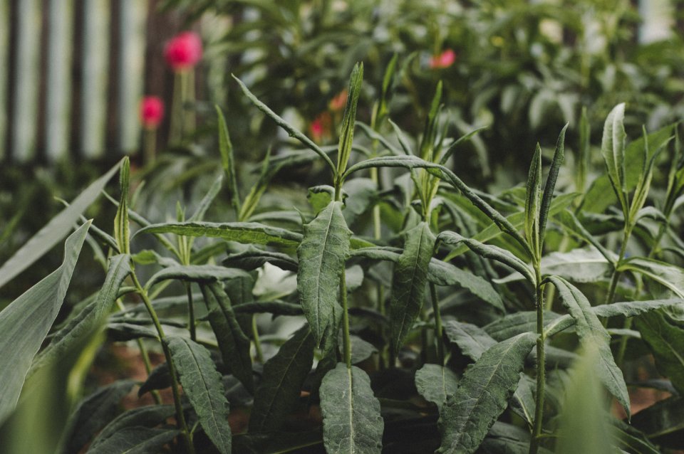 Selective Focused Green Plants