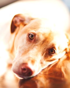 Animal Photography Canine