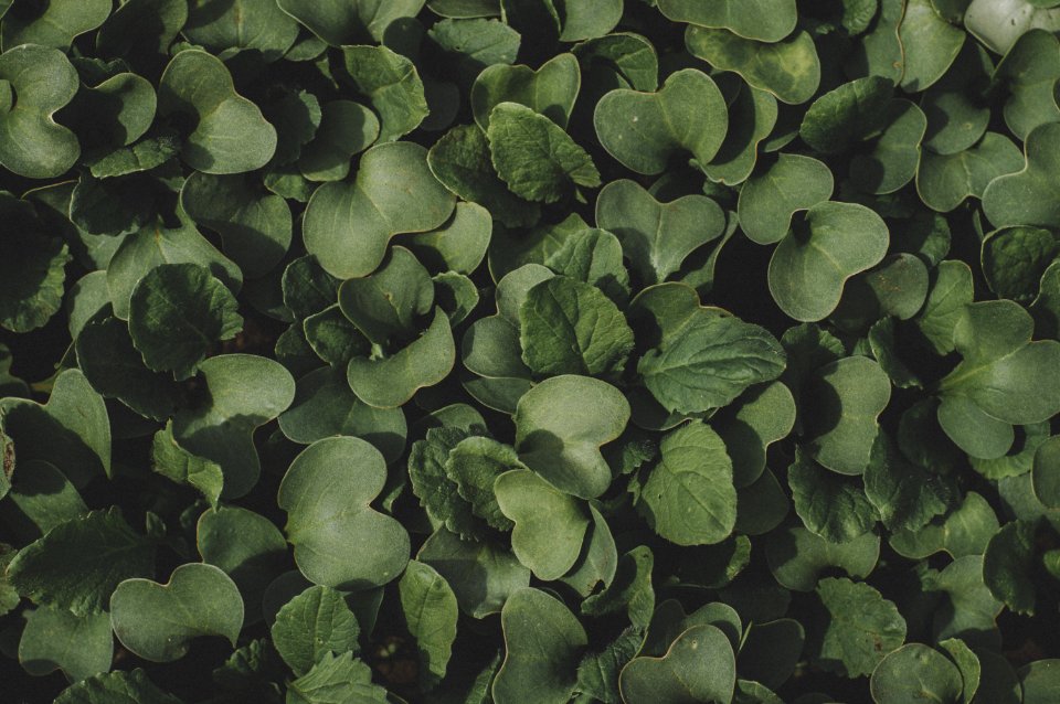 Green Heart-shape Leaf Plant