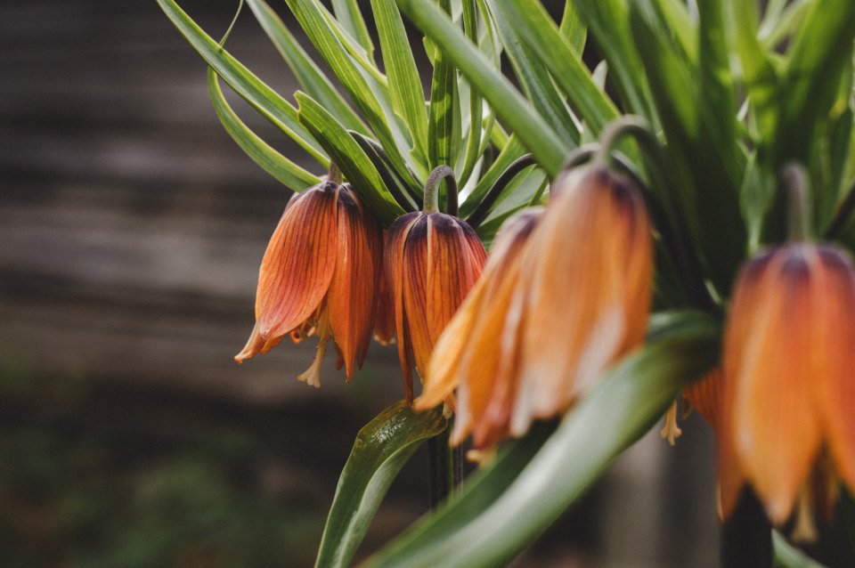 Red Flower Buds In Tilt Shift Lens Shot