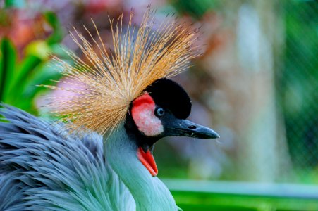 Selective Focus Photography Of Green Big Bird