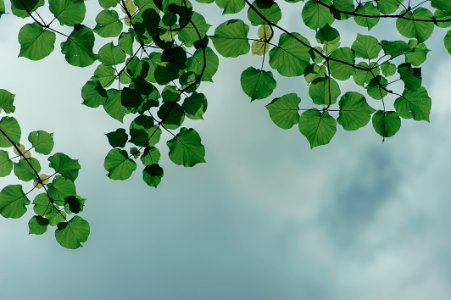 Green Leaf Over Cloudy Sky photo