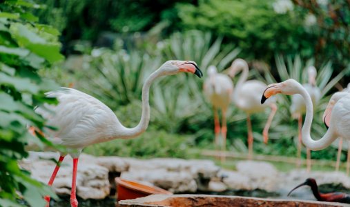 Greater Flamingos photo