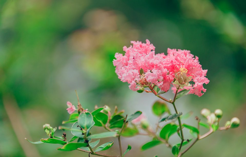 Shallow Focus Photography Of Pink Petal Flowers