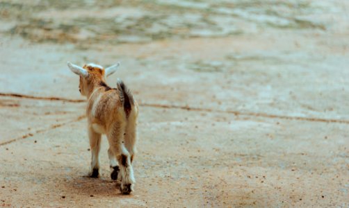 Brown And White Goat Walking On Ground photo