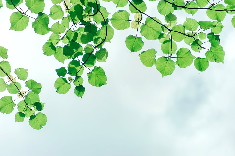 Photography Of Leaves Under The Sky