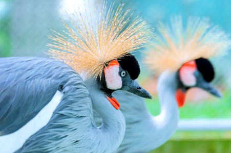 Shallow Focus Photography Of Two Crowned Crane photo