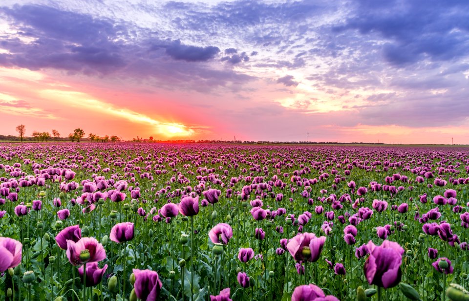 Purple Petaled Flower Field