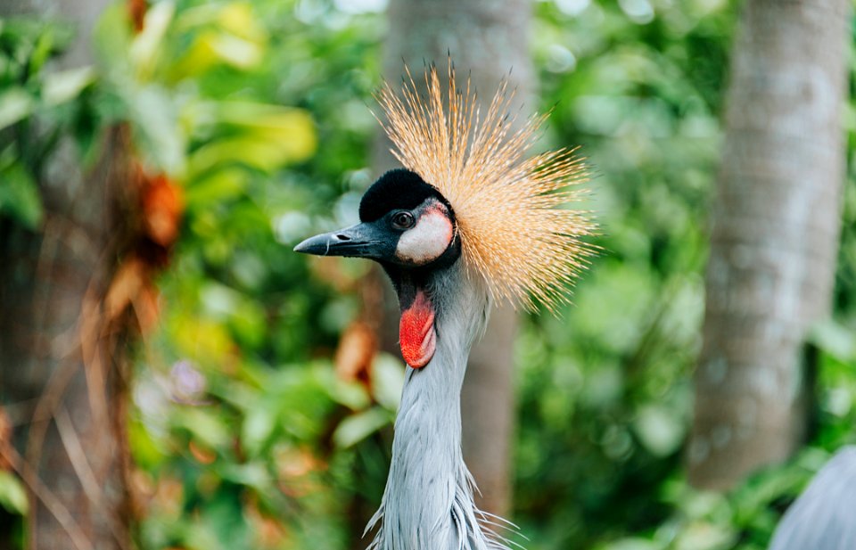 Shallow Focus Photography Of Bird photo