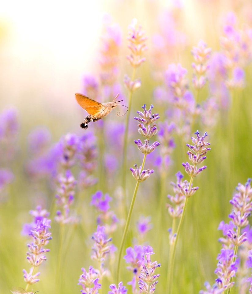 Brown Moth Hovering Over Purple Flower