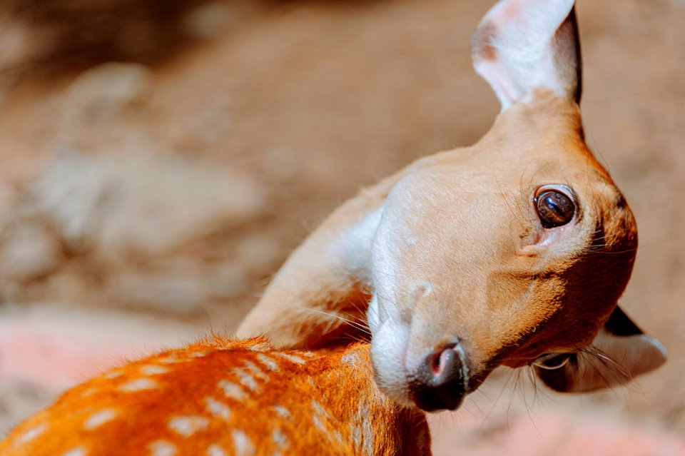 Close-up Photography Of Deer